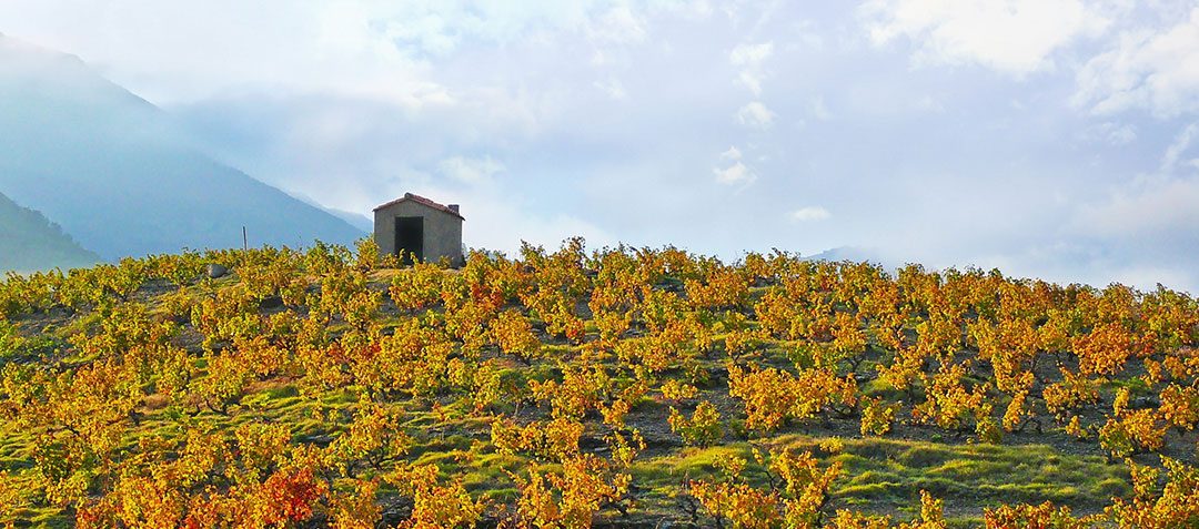 Les vins du moment, juillet 2019