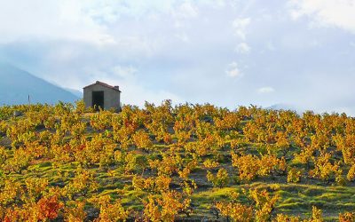 Les vins du moment, juillet 2019