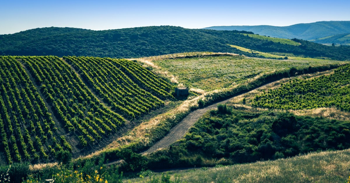 terroirdeFaugere