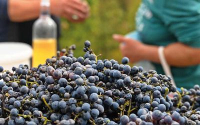 Newsletter Vinique Septembre