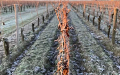 🍷 Newsletter Février – Caves des Poètes, Béziers