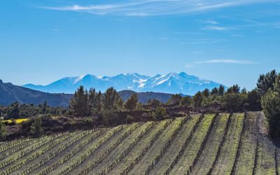 🍷 Newsletter Mars – Caves des Poètes, Béziers