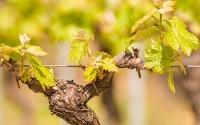 🌿🍷Newsletter d&rsquo;Avril – Caves des Poètes, Béziers