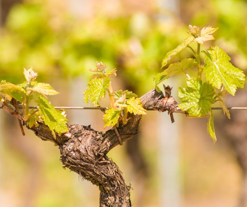 🌿🍷Newsletter d&rsquo;Avril – Caves des Poètes, Béziers