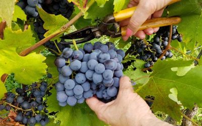 ☀️🍷 Newsletter Aout 2026 – Caves des Poètes, Béziers
